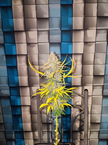 Growreport Bild 41