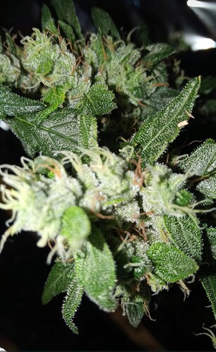Growreport Bild 3