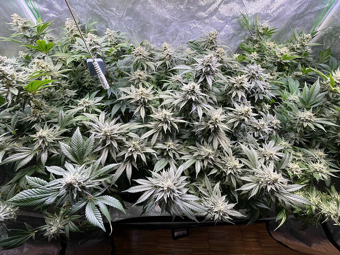 Growreport Bild 3