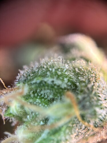 Growreport Bild 3