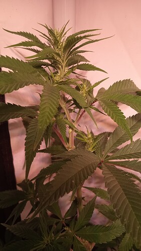 Growreport Bild 12