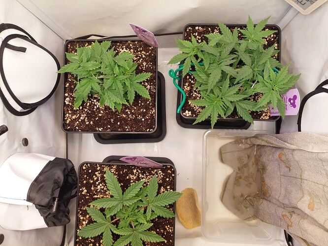 Growreport Bild 5
