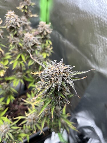 Growreport Bild 8