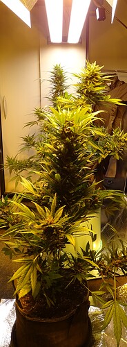 Growreport Bild 1