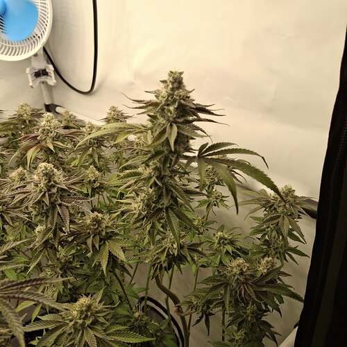 Growreport Bild 18