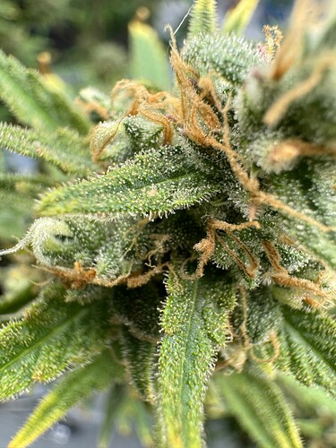 Growreport Bild 3