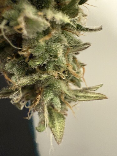Growreport Bild 29