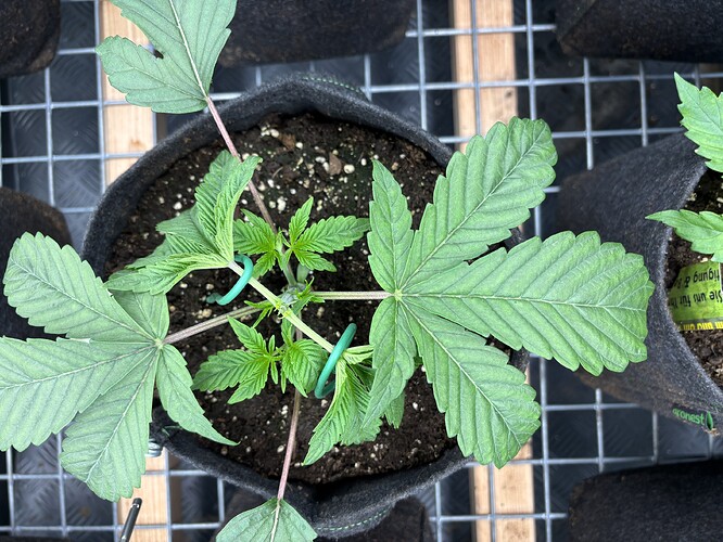 Growreport Bild 3