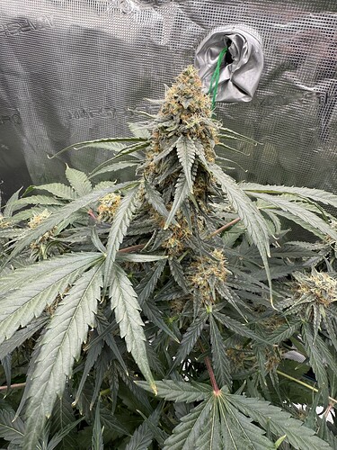 Growreport Bild 16