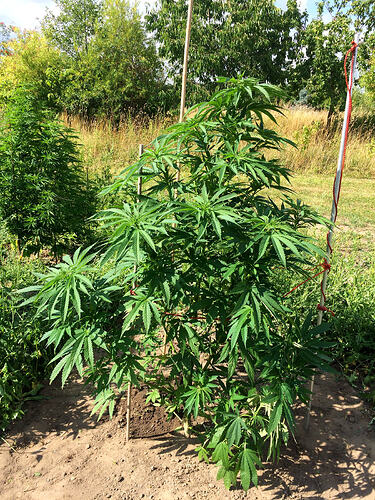 Grow26072506