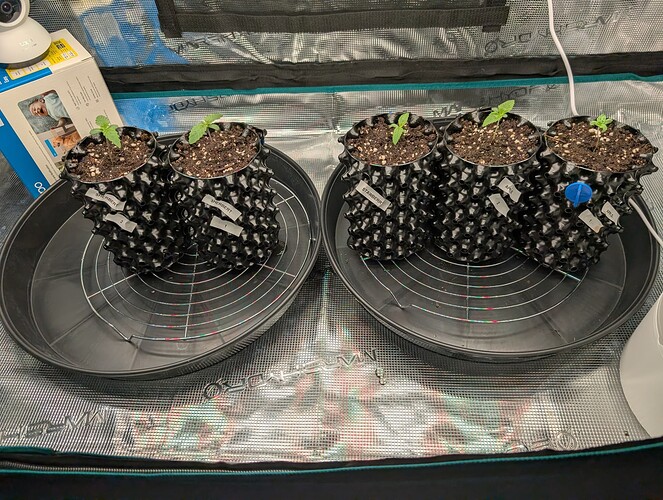 Growreport Bild 3