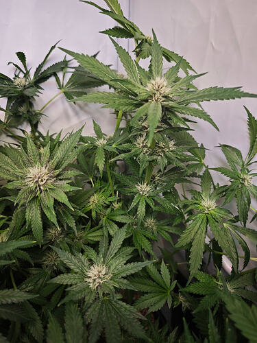 Growreport Bild 18