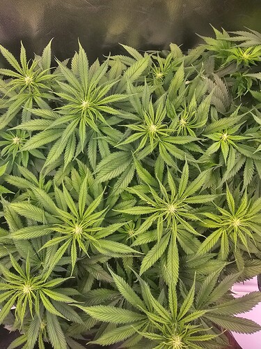 Growreport Bild 16