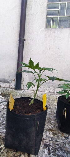 Growreport Bild 7