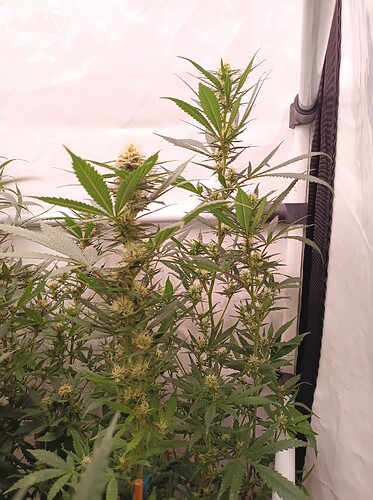Growreport Bild 50