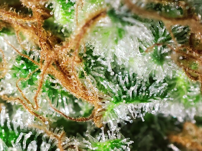 Growreport Bild 38