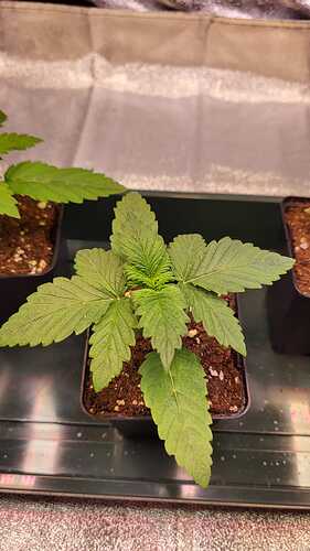 Growreport Bild 19