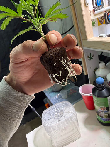 Growreport Bild 57