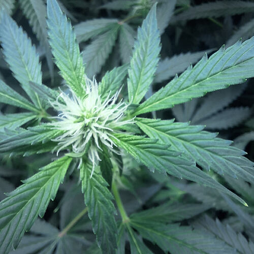 Growreport Bild 4