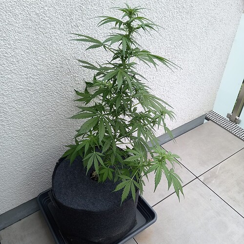 Growreport Bild 9