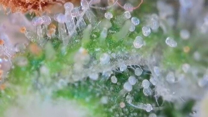Growreport Bild 51