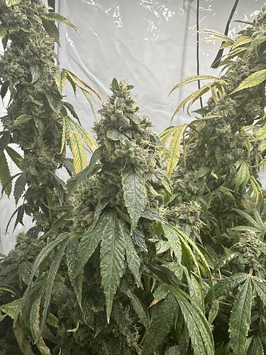 Growreport Bild 6