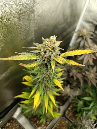 Growreport Bild 2