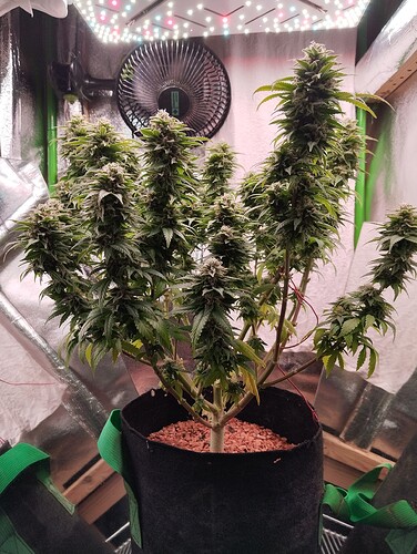 Growreport Bild 3