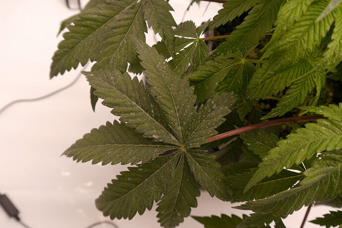 Growreport Bild 2