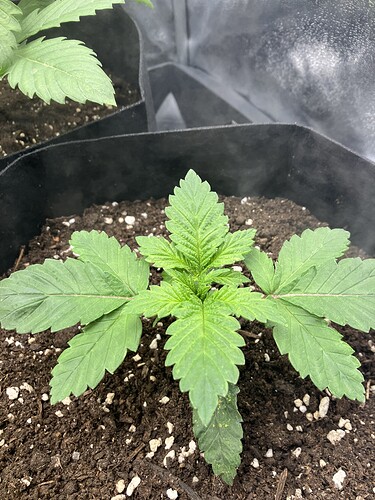 Growreport Bild 15