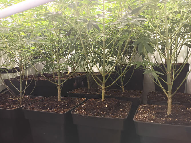 Growreport Bild 9
