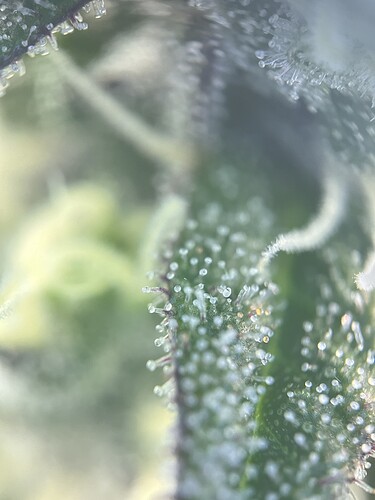 Growreport Bild 2