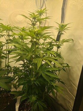 Growreport Bild 3