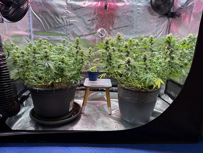 Growreport Bild 2