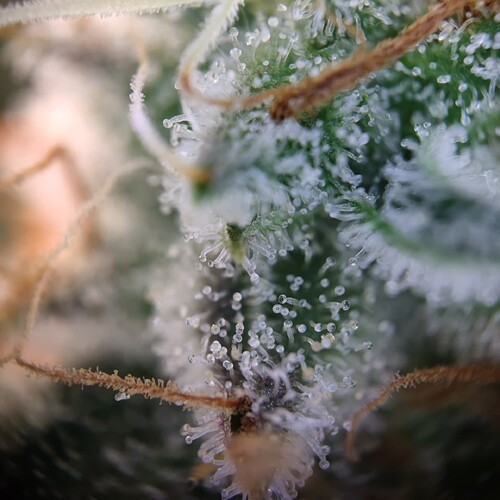 Growreport Bild 12
