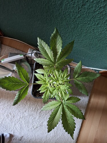 Growreport Bild 17