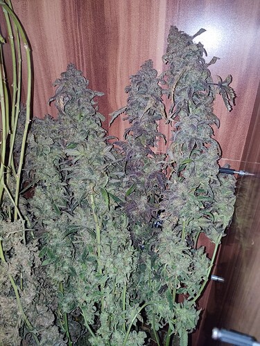 Growreport Bild 5