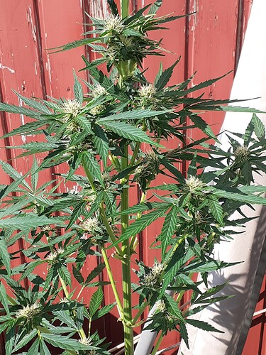 Growreport Bild 79