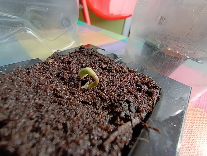 IMG_20240413_155358359