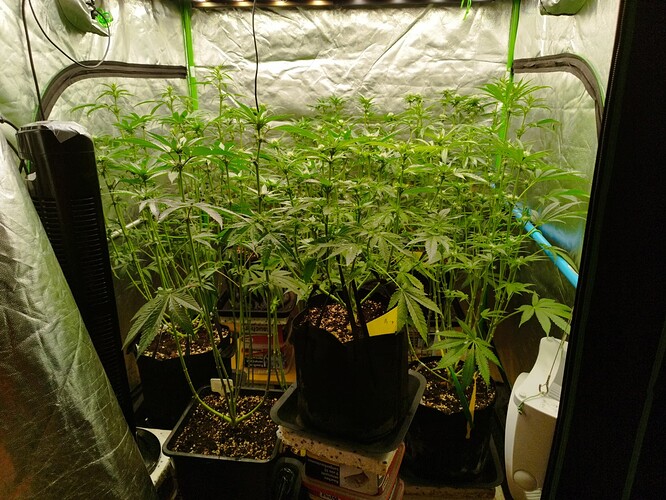 Mehrere junge Cannabispflanzen in einem Zelt, die sich in der Wachstumsphase befinden. Die Pflanzen sind noch relativ klein, aber zeigen bereits deutliche Anzeichen von Wachstum mit vielen Blättern und Stängeln.