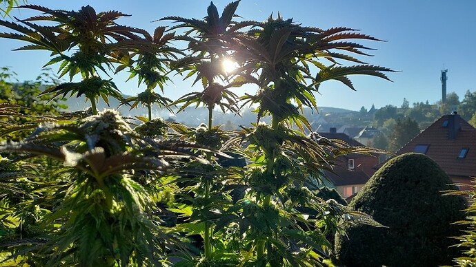 Growreport Bild 1
