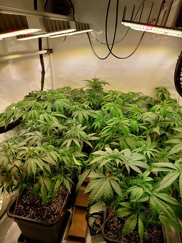 Growreport Bild 3
