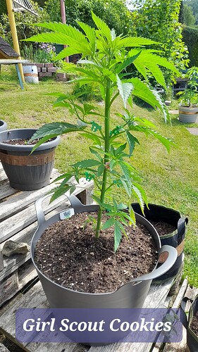 Growreport Bild 13