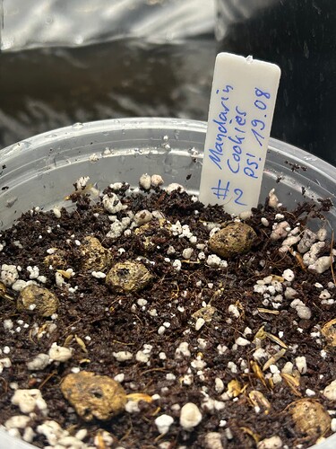 Growreport Bild 61