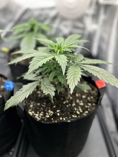Growreport Bild 1