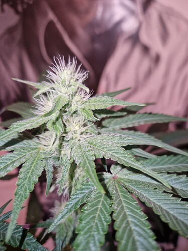 Growreport Bild 16