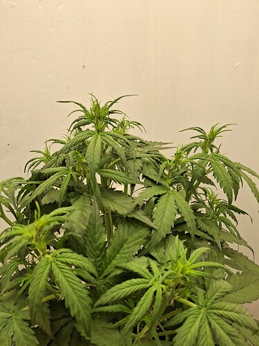 Growreport Bild 62