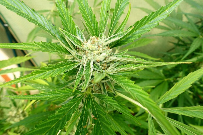 Growreport Bild 7