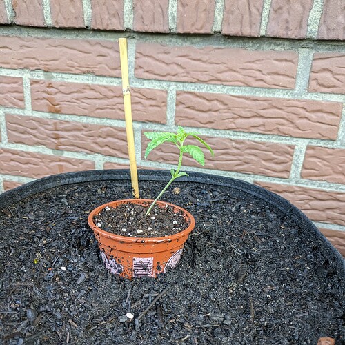 PXL_20240520_060101857