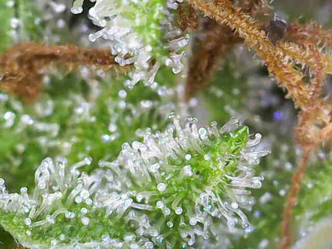 Growreport Bild 9